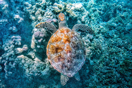 Turtles found on Gili Islands