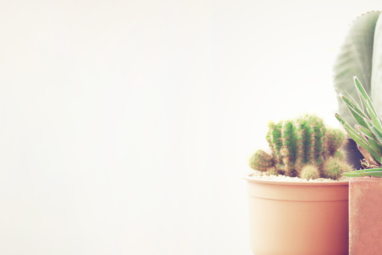 Various of cactus plant pot