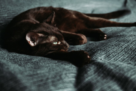 Brown oriental domestic cat lies on a grey bedcover