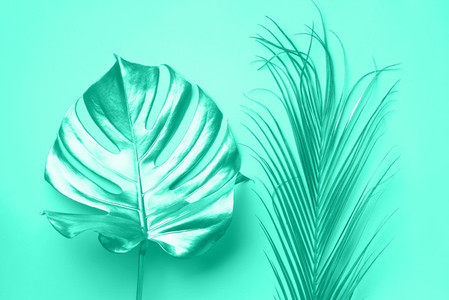Exotic summer trend in minimal style  Tropical palm monstera leaf on mint color background  Trendy green and turquoise color  Shiny and sparkle design  fashion concept