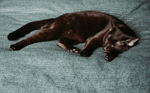 Brown oriental breed domestic cat lies on a grey bedcover