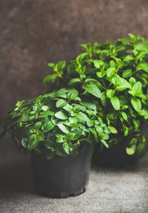 Fresh mint growing in pots over concrete table at home