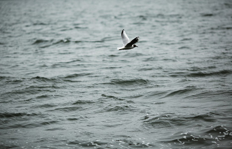Bird over water