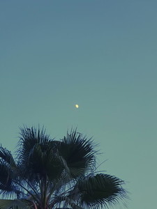 Palm tree on sky with the moon