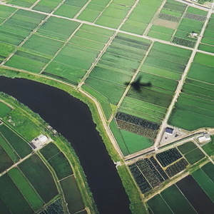 Aerial view of the rice filed