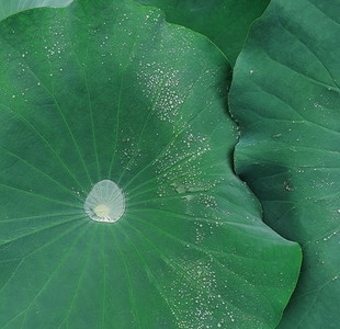 Water rain drop on leaf lotus