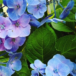 Hydrangea blossoms fresh blue