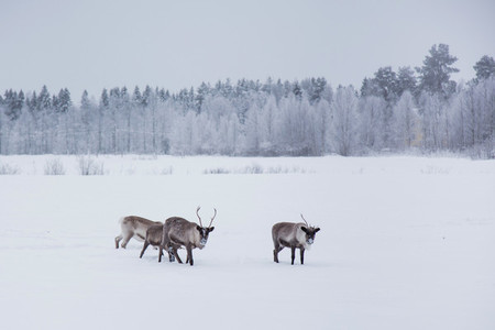 Lapland  Finland 9