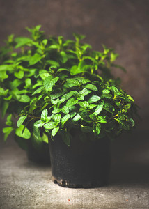 Fresh mint growing in pots at home