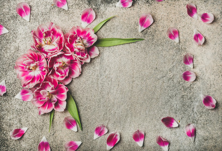 Flat lay of pattern frame made of pink tulip flower petals