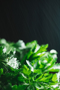 Macro photography  parsley over black background