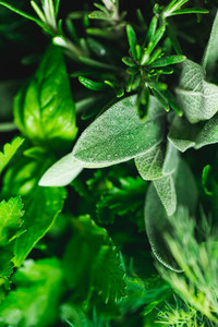 Macro photography of kitchen herbs like sage  rosemary  parsley  dill and basil