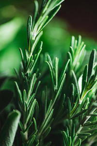 Macro photography of kitchen herbs like sage  rosemary  parsley  dill and basil