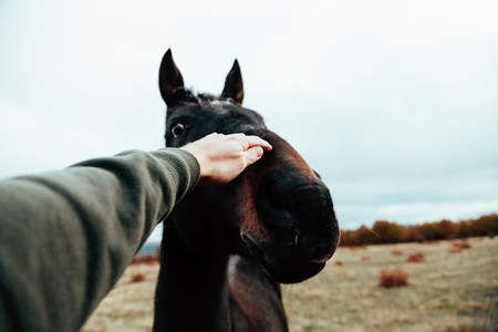 Close up of human hand touching horse in a grassland