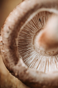 Macro photography of shiitake mushroom Creative food photography