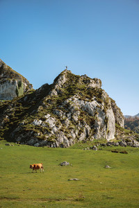 Mountaineer on a rock and cow on the grass
