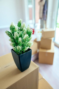 Plant and stacked boxes