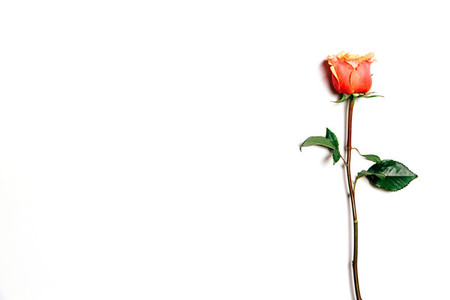 Top view of rose over white background