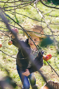Happy kid with hat picking apples from tree