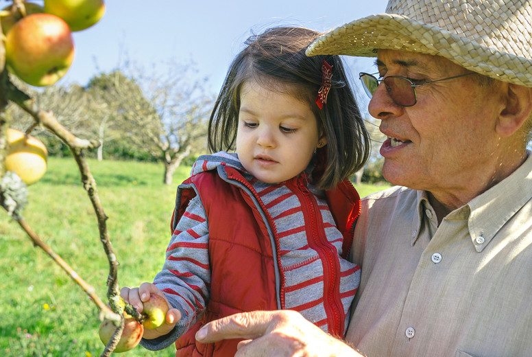 Senior man holding adorable little girl picking apples