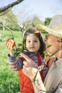 Senior man holding adorable little girl picking apples