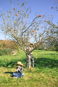 Senior man moving tree and apples falling over kid sitting