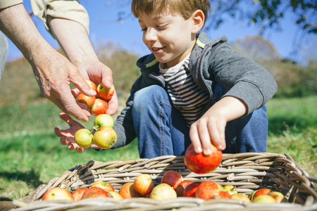 Kid and senior man hands putting apples in basket