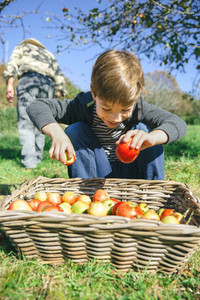 Happy kid putting apples in wicker basket with harvest