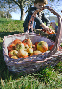 Wicker basket with fresh organic apples from harvest