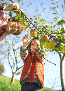 Little girl picking apples from tree with senior woman