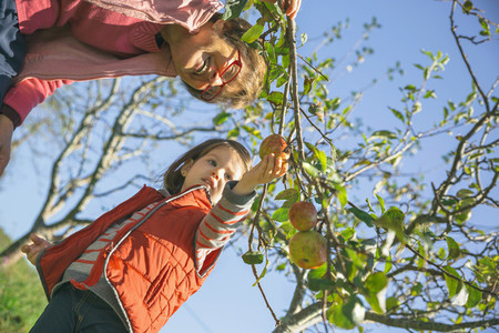 Senior woman and little girl picking apples from tree