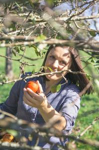Woman picking apples with basket in her hands