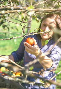 Woman hand picking red apple from the tree