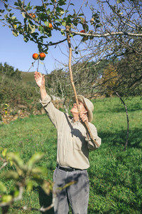 Senior man picking apples with a wood stick