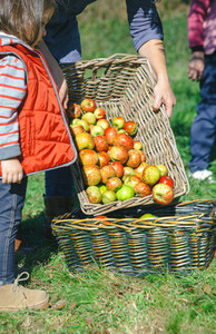 Woman putting apples in basket and little girl looking