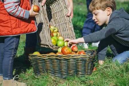 Children putting apples inside of basket with fruit