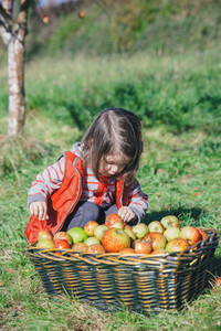 Little girl looking apples in basket with harvest