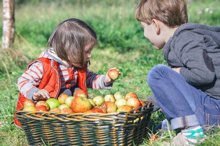 Children holding organic apple from basket with fruit