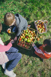 Children and senior woman putting apples inside of baskets
