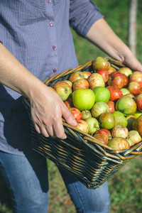 Woman hands holding wicker basket with organic apples