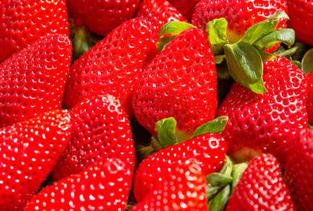 Background of tasty spanish strawberries freshly collected