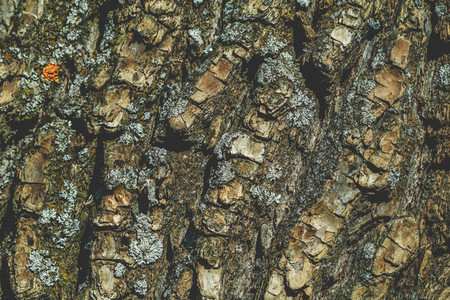 Full frame background of a texture of a tree bark Macro photography