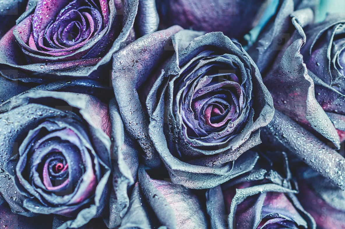 Macro photography of purple   neon roses with raindrops  Fantasy and magic concept  Selective focus