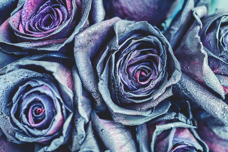 Macro photography of purple   neon roses with raindrops  Fantasy and magic concept  Selective focus