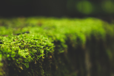 Macro photography of the moss on an old stone  Selective soft focus