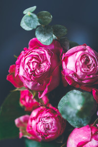 Macro photography of dark pink roses bouquet over blue  Soft focus  top view  close up composition