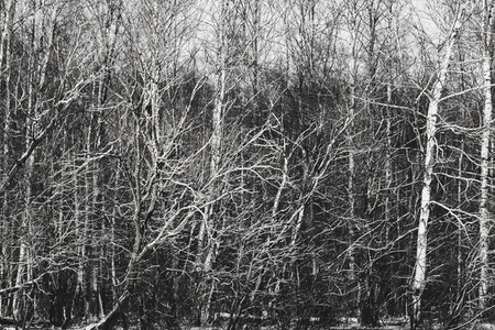 Branches of trees in winter forest  Black and white photo