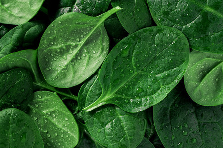 Macro photography of fresh spinach  Concept of organic food