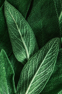 Macro photography of fresh sage  Concept of organic food