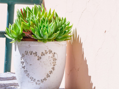 Plant from the genus of cacti in a white flower pot with a pattern in the form of a heart
